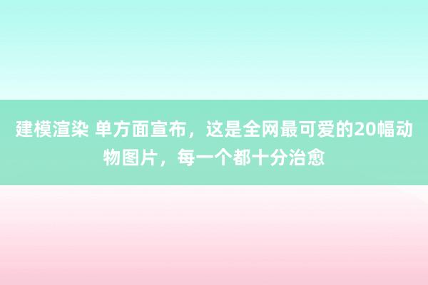 建模渲染 单方面宣布，这是全网最可爱的20幅动物图片，每一个都十分治愈